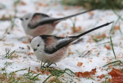 GARN - #zwierzaczki #smiesznypiesek Long-Tailed Tit/stjärtmes. Värmland, Sweden (Dece...