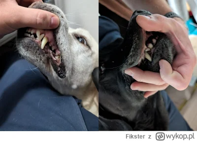 Fikster - -Gryzą?
-Nie, ucinają równiutko jak laserem ( ͡° ͜ʖ ͡°)
#psiarze #psy #smie...