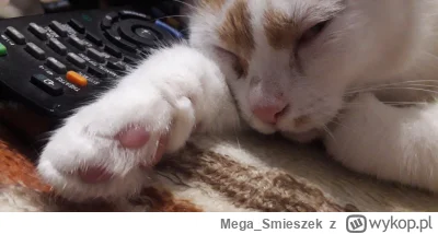 Mega_Smieszek - Niunia maniunia udaje, że śpi i pilnuje pilota ᶘᵒᴥᵒᶅ

#koty #pokazkot...