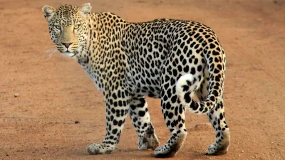 kantek007 - @Lujdziarski: small leopard