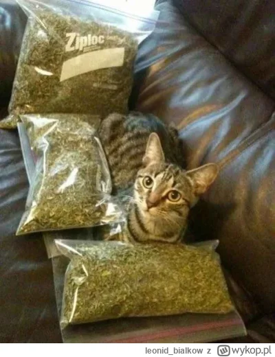 leonid_bialkow - tylko mje na psy nie p------a