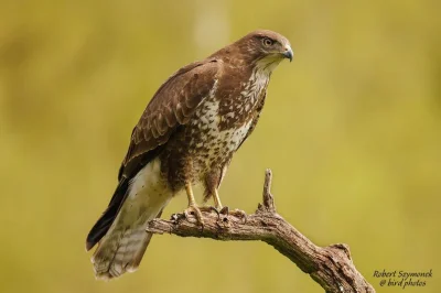 Lifelike - Myszołów (Buteo buteo)
Głos
Autor
#photoexplorer #fotografia #ornitologia ...