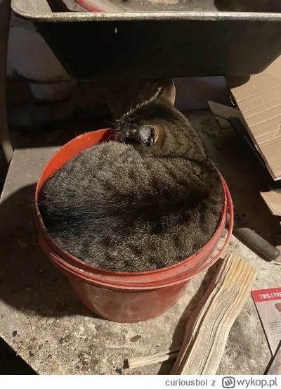 curiousboi - Wiaderko pełne trocin #koteczkizprzypadku #pokazkota