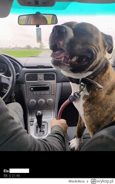 WielkiNos - >(－‸ლ)

@o__0 właścicielka jakiegoś pitbullopodobnego psa.