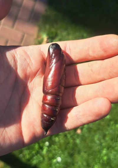 Anhed - Ale wielkiego s--------a znalazłem w kompostowniku, ciekawe co z niego wyrośn...