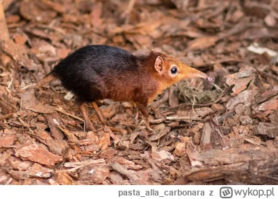 pastaallacarbonara - @wybryk_natury: we wroclawskim zoo mamy sorkonosa czarno-rdzaweg...