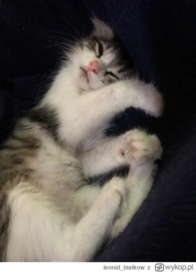 leonid_bialkow - @dywergent: cze dla ciebie