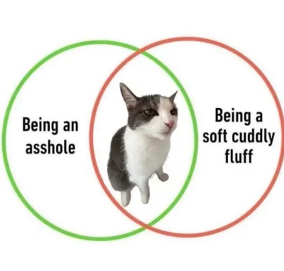 paniSylwiaz_1z10 - ehhhh #koty #koteczkizprzypadku #heheszki #humorobrazkowy