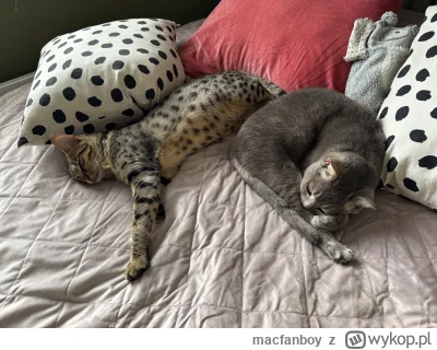 macfanboy - Poranne parowki 🤣 #koty #kot #pokazkota
