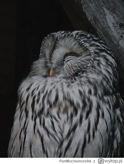 PanMuchomorekk - Fajna sówka dzisiaj uchwycona 


#fotografia #zwierzaczki #zwierzeta