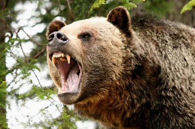 winsxspl - ROZSIERDZONY NIEDŹWIEDŹ #f1