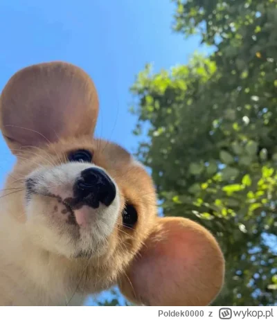 Poldek0000 - @Poldek0000