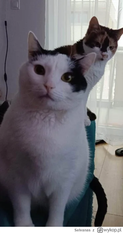 Selvanas - @simpiara: