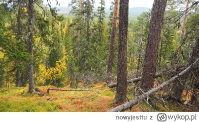 nowyjesttu - W lesie W lesie