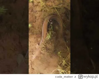 cuda_maker - Czy mój kumpel węgorz europejski może plusika? To już kolejny rok z rzęd...