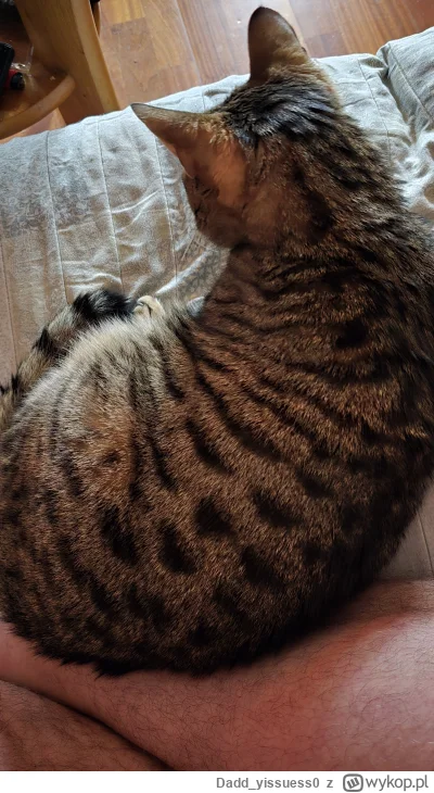 Dadd_yissuess0 - Dziemdobry