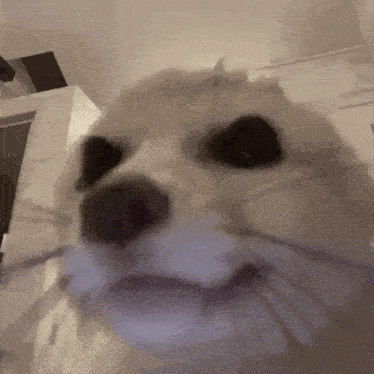 farbowanylisek - moja reakcja gdy ktoś zaplusuje mój żenujący wpis