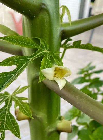 asdfghjkl - W końcu ( ͡º ͜ʖ͡º) pierwsze kwiaty na papajach się otworzyły dziś rano (｡...