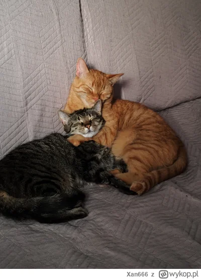 Xan666 - Przyłapani... (ʘ‿ʘ)
#pokazkota #kot #koty