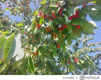 scorp02 - Wchodźcie we mnie, wy pyszne skurczysyny (⌐ ͡■ ͜ʖ ͡■)
Zostałem czereśniowym...