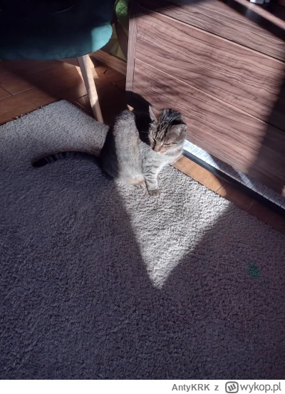 AntyKRK - Bronisław korzystający z ostatnich promieni słonecznych  w tym pokoju.
#kot...