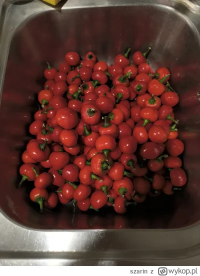 szarin - Już są w słoikach z serkiem w zalewie z oleju rzepkowego.
#gotujzwykopem