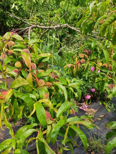 Krupier - Chyba będzie trochę brzoskwiń. Jedno z trzech drzewek. (⌐ ͡■ ͜ʖ ͡■)
#ogrodn...