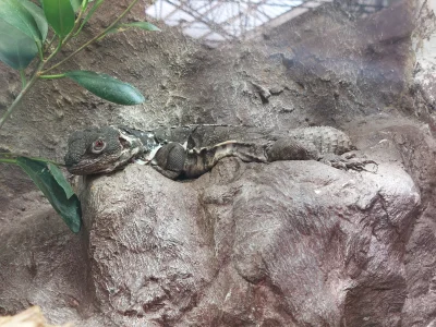 Barakun91 - #zoo #zwierzaczki #zwierzeta