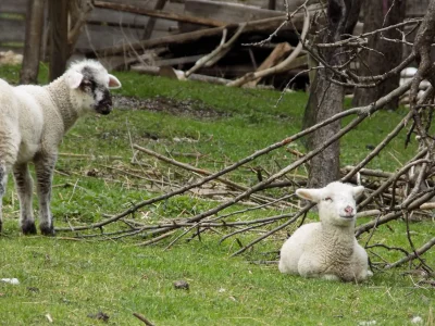 jutronaobiadznowuryz - spam dziś bo ładna pogoda była i se siedziałam na trawie cały ...