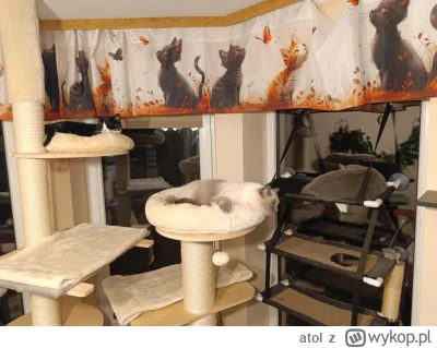 atol - #pokazkota czas na spanko