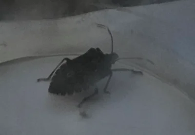 nairoht - Ktoś mi może powiedzieć co to za gad, wszedł mi przez okno, nawet 2 - a z 1...