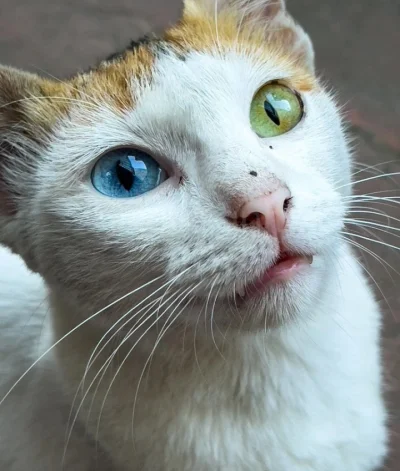 bruhmomentow - kot z heterofobią w oczach