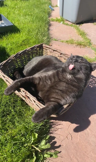 GARN - #smiesznekotki