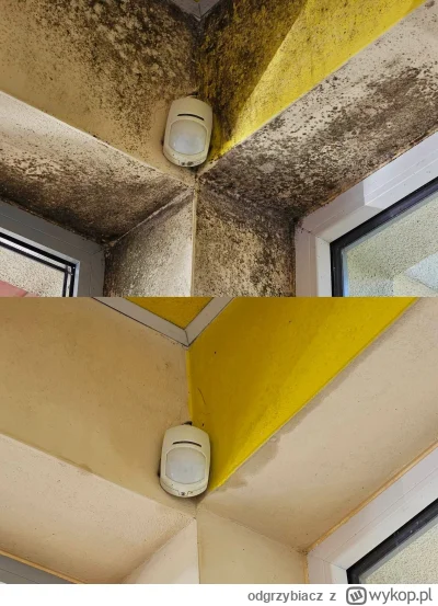 odgrzybiacz - #chwalesie odgrzybianie efekt przed i po