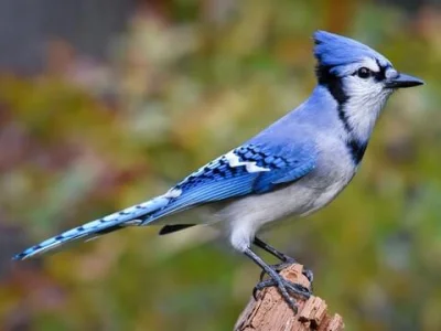 m3n3lli - @dominowiak: Nope. Mordecai to ptak o nazwie Blue Jay.