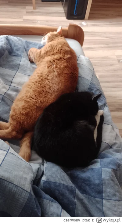 czerwony_ptak - #pokazkota #koty
