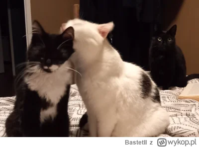 BastetII - #koty #pokazkota 

Tofik po miesiącu w nowym domu.

Starsze koty już pogod...