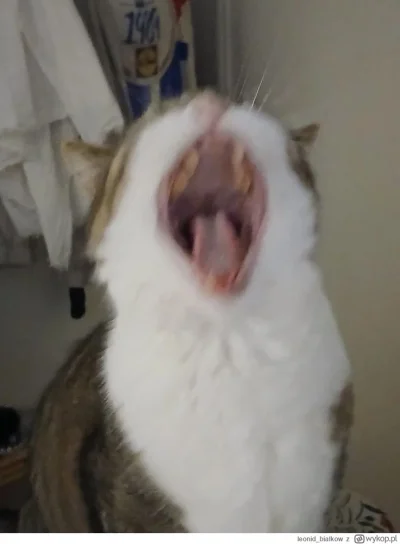 PetalMindXd - @ProstyKrzywy ja na jego wpisy nie mogę patrzeć po tym jak wyciekła jeg...