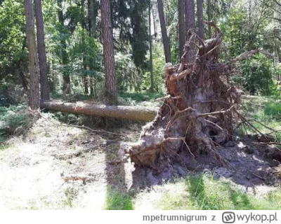 mpetrumnigrum - #pracbaza #wypadek   #jakumierasiewlesie #las 
Jak umiera się w lesie...