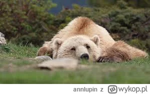 annlupin - dombranoc nocniki nom