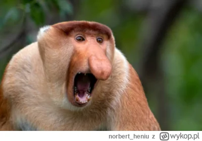 norbert_heniu - @Testomyszon: w życiu bym nie poszedł na ten mecz, JESZCZE MAM ZA TO ...