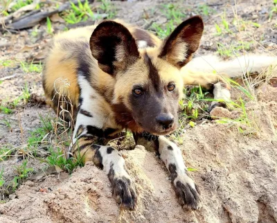 lycaon_pictus - #smiesznypiesek #likaon