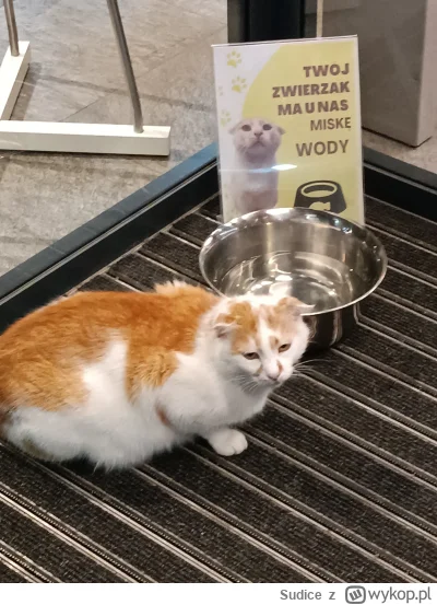 Sudice - Zawsze jak dojeżdżam do Kątów Wrocławskich to on tam jest