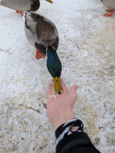 s.....n - UwU
#ptasiewybryki