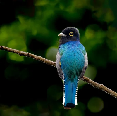 Lifelike - Trogon wyżynny (Trogon caligatus)
Autor
#photoexplorer #fotografia #ornito...