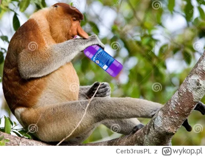 Cerb3rusPL - #konkursnanajbardziejgownianymemznosaczem 

Syniek, skocz do metalowego ...