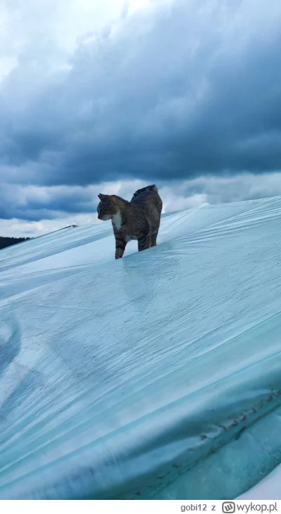 gobi12 - @gobi12 Jeszcze się jeży jak chce się go zdjąć. ( ಠ_ಠ)