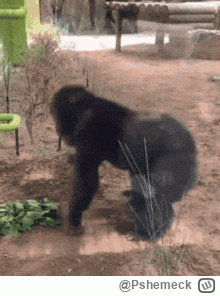 Pshemeck - @wfyokyga: