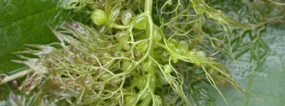 Apaturia - Podwodna pułapka. Dość częstym widokiem w wodach stojących, szczególnie w ...