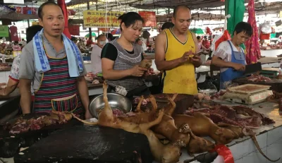 WykopanyDzon - @RasowyAfroamerykanin: 

nie tylko dla kitku. w zaleznosci od regionu ...
